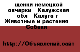щенки немецкой овчарки - Калужская обл., Калуга г. Животные и растения » Собаки   